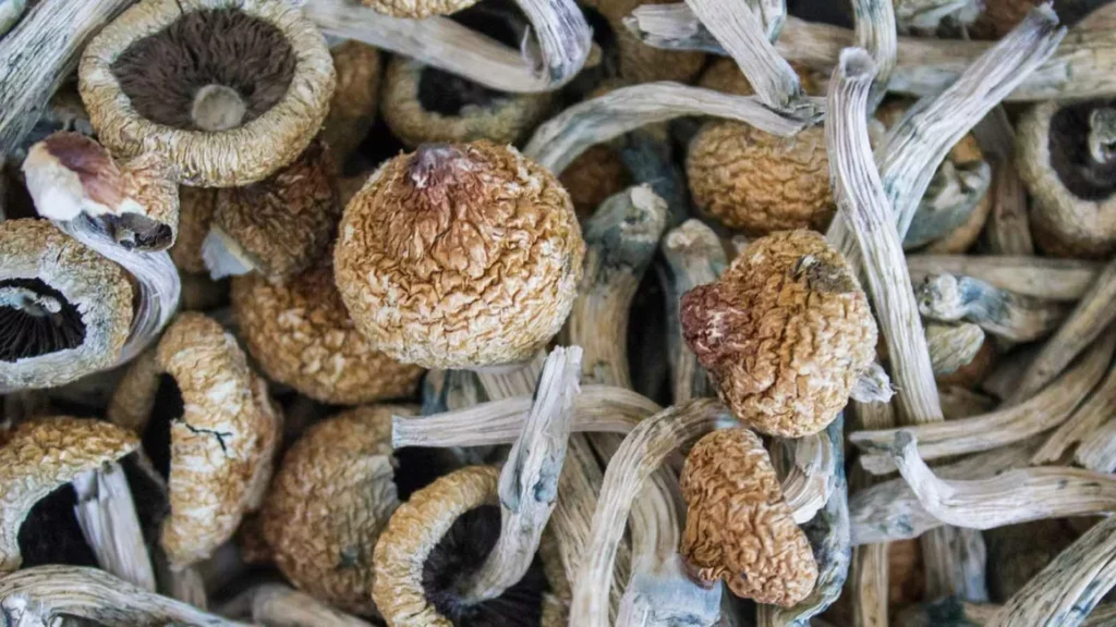 Buy Dried Magic Mushrooms Online