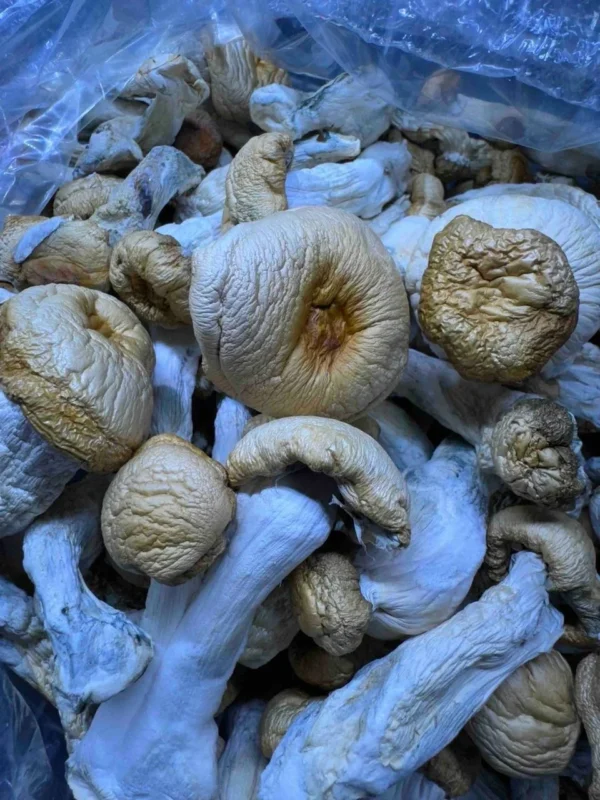 Dried Mushrooms in Canada