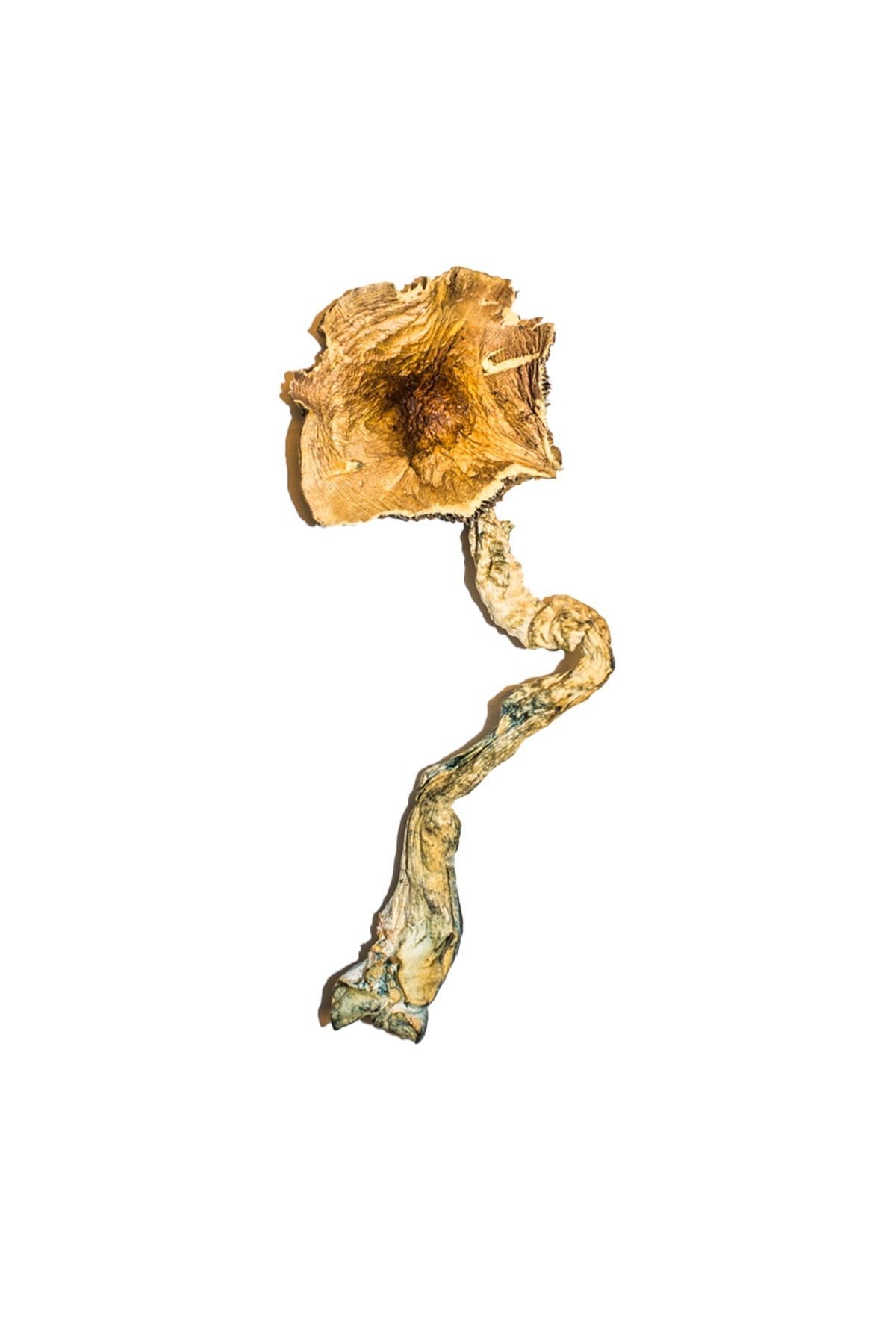 B+ Magic Mushrooms B+ Magic Mushrooms