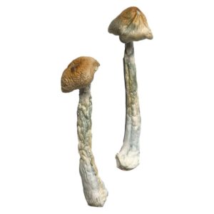 Buy HillBilly Magic Mushrooms