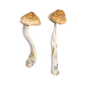 Buy McKennaii Magic Mushrooms