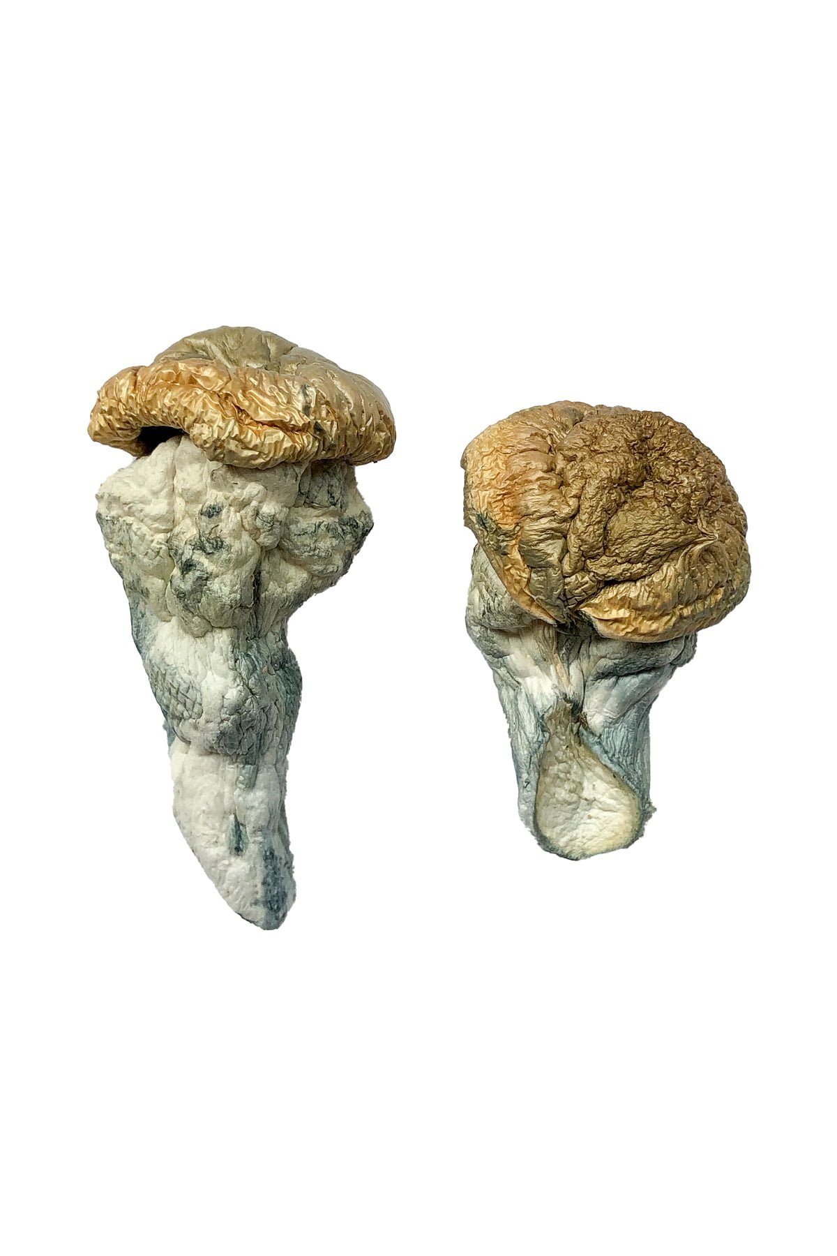 Buy Mystery Fatass Magic Mushrooms Buy Mystery Fatass Magic Mushrooms