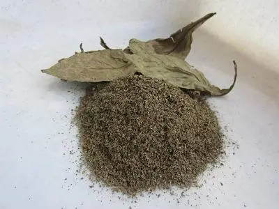 Buy Psychotria viridis (chacruna) leaves Buy Psychotria viridis (chacruna) leaves