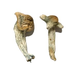Buy Shepherds Cut Penis Envy Magic Mushrooms