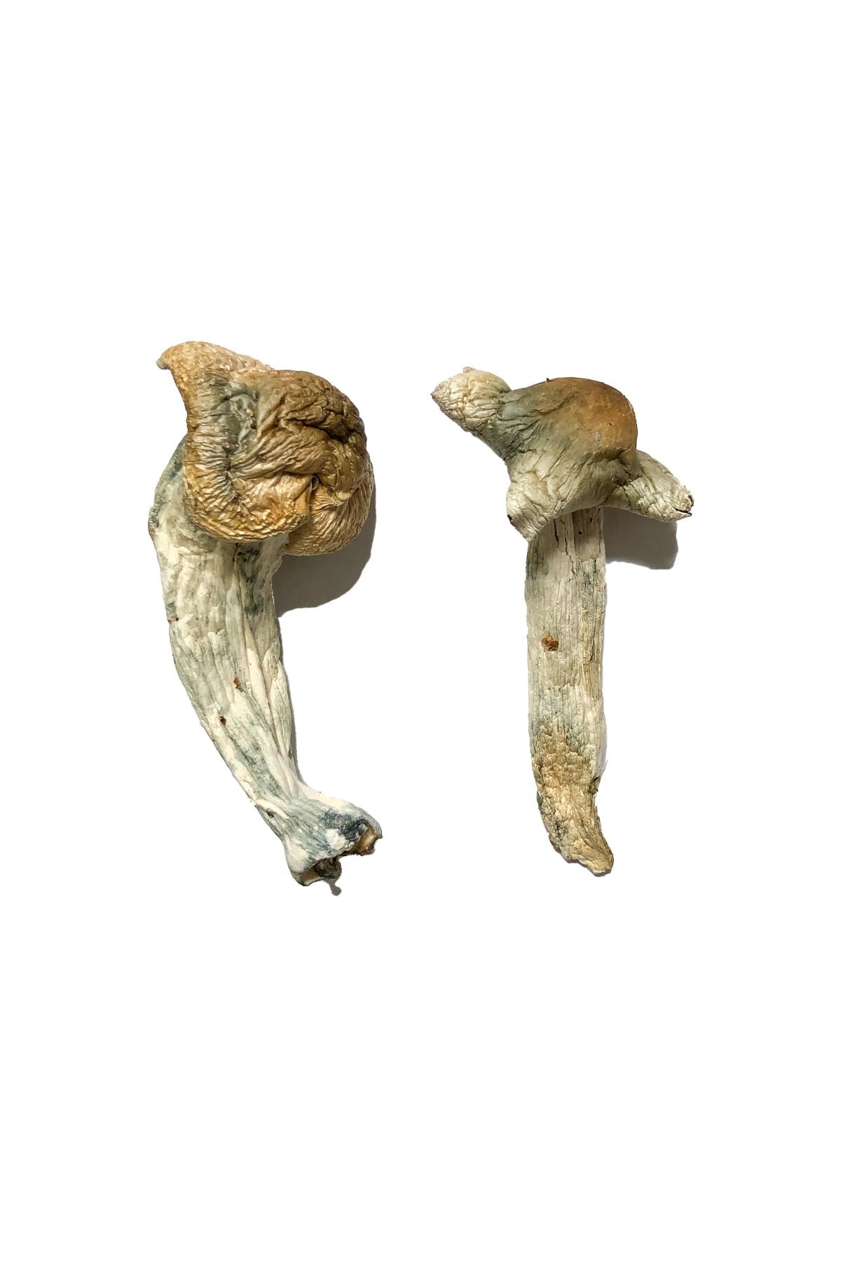 Buy Shepherds Cut Penis Envy Magic Mushrooms Buy Shepherds Cut Penis Envy Magic Mushrooms