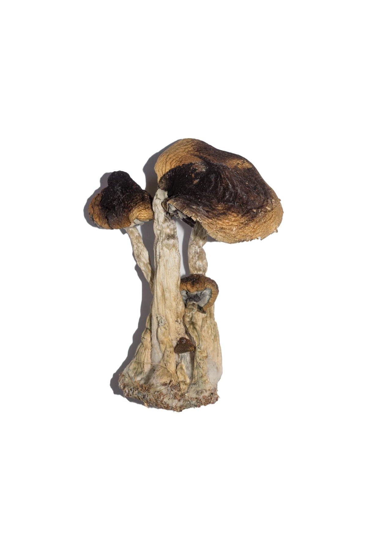 Buy South American Magic Mushrooms Buy South American Magic Mushrooms