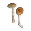 Buy Vietnamese Magic Mushrooms