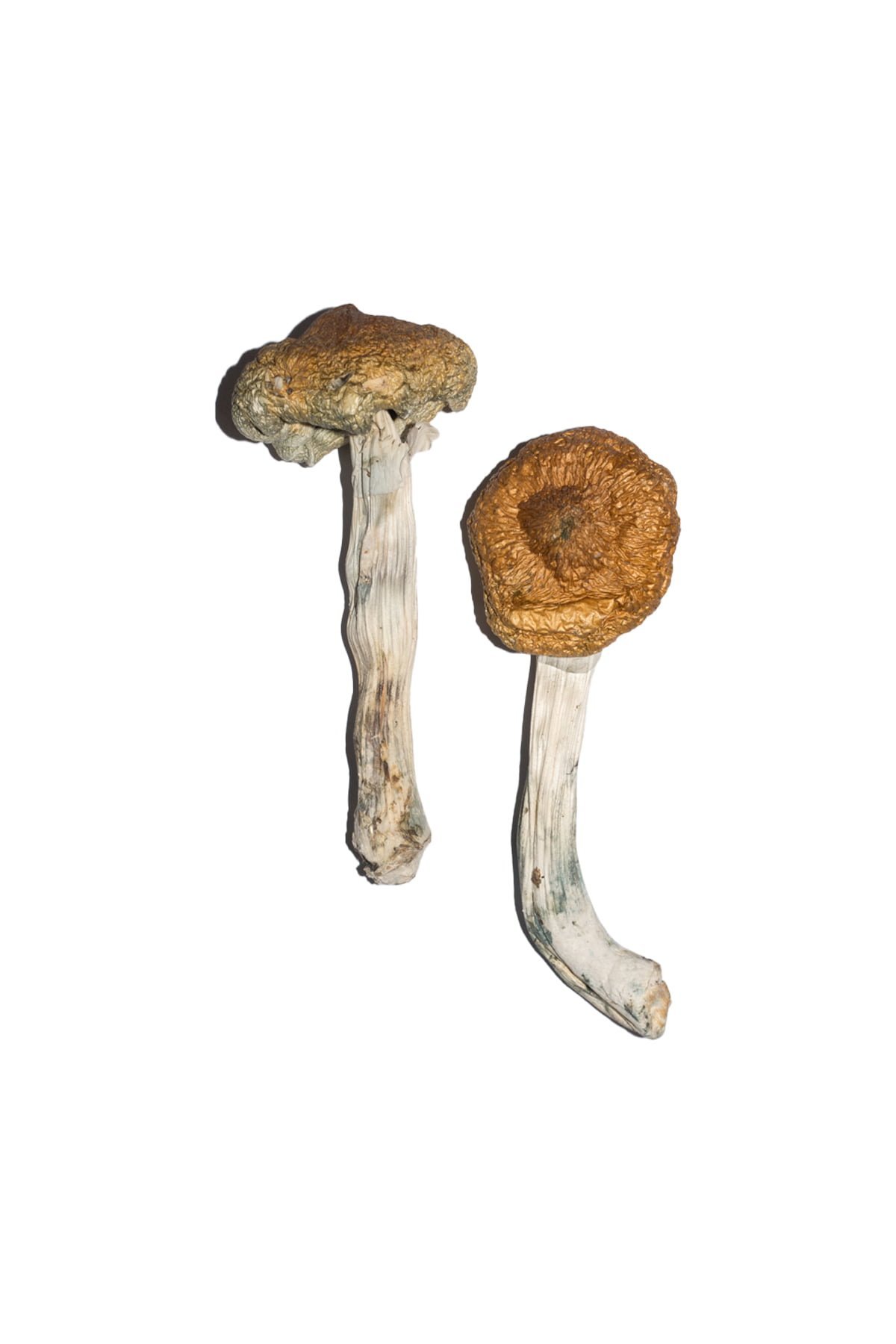 Buy Vietnamese Magic Mushrooms Buy Vietnamese Magic Mushrooms