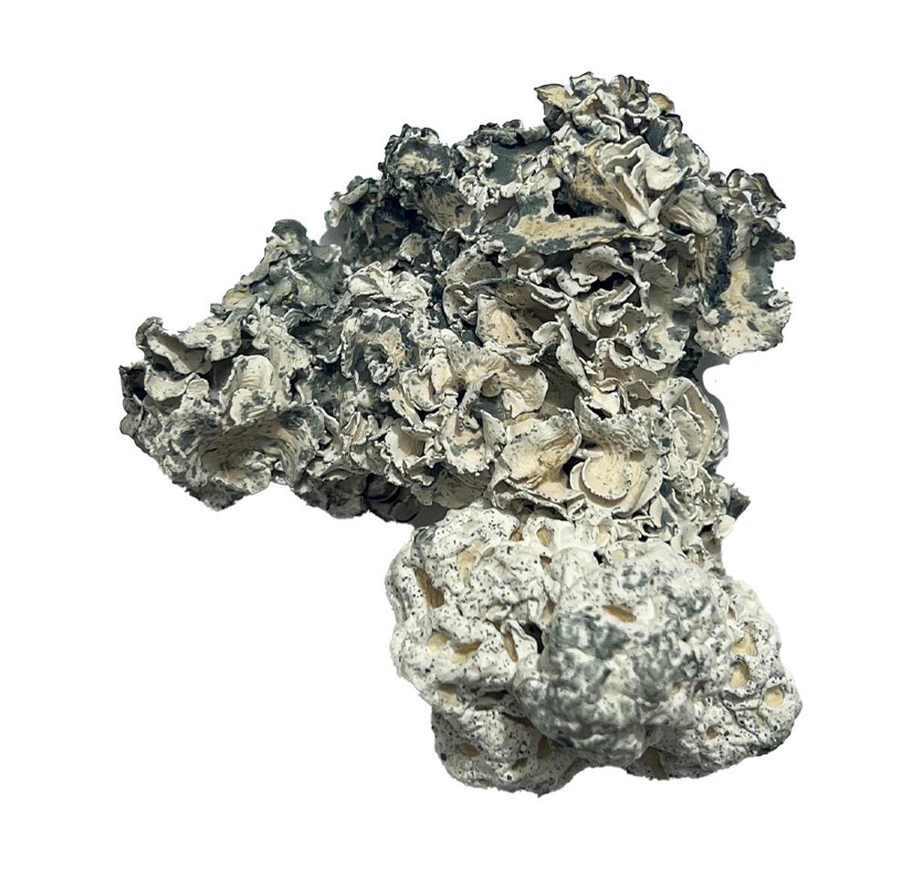 Enigma Magic Mushrooms Enigma Magic Mushrooms