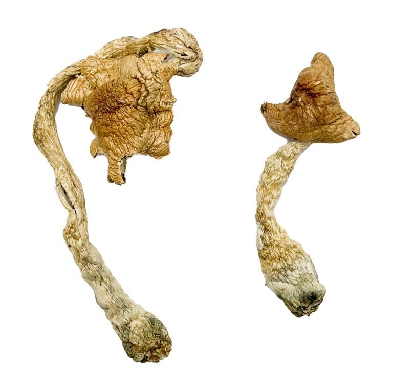 Entheogen Explosion Magic Mushrooms Entheogen Explosion Magic Mushrooms