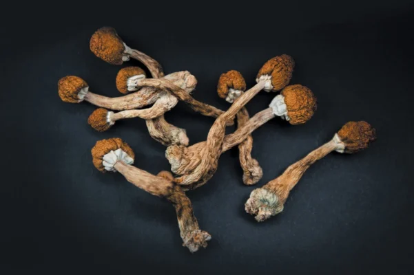 Top Rated Magic Mushrooms Canada: Product Quality & User Experiences