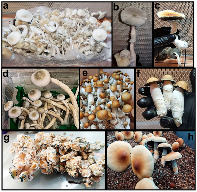 Best Magic Mushrooms in Canada: Top Products Reviewed & Rated