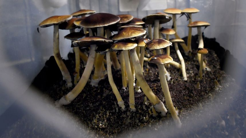 What Psilocybin Is and Why Canadians Are Talking About It