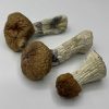 Hillbilly Mushrooms