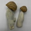 Juggernaut Mushrooms