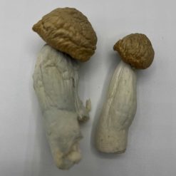 Juggernaut Mushrooms