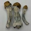 Melmac Mushrooms