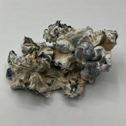 Omni Mushrooms