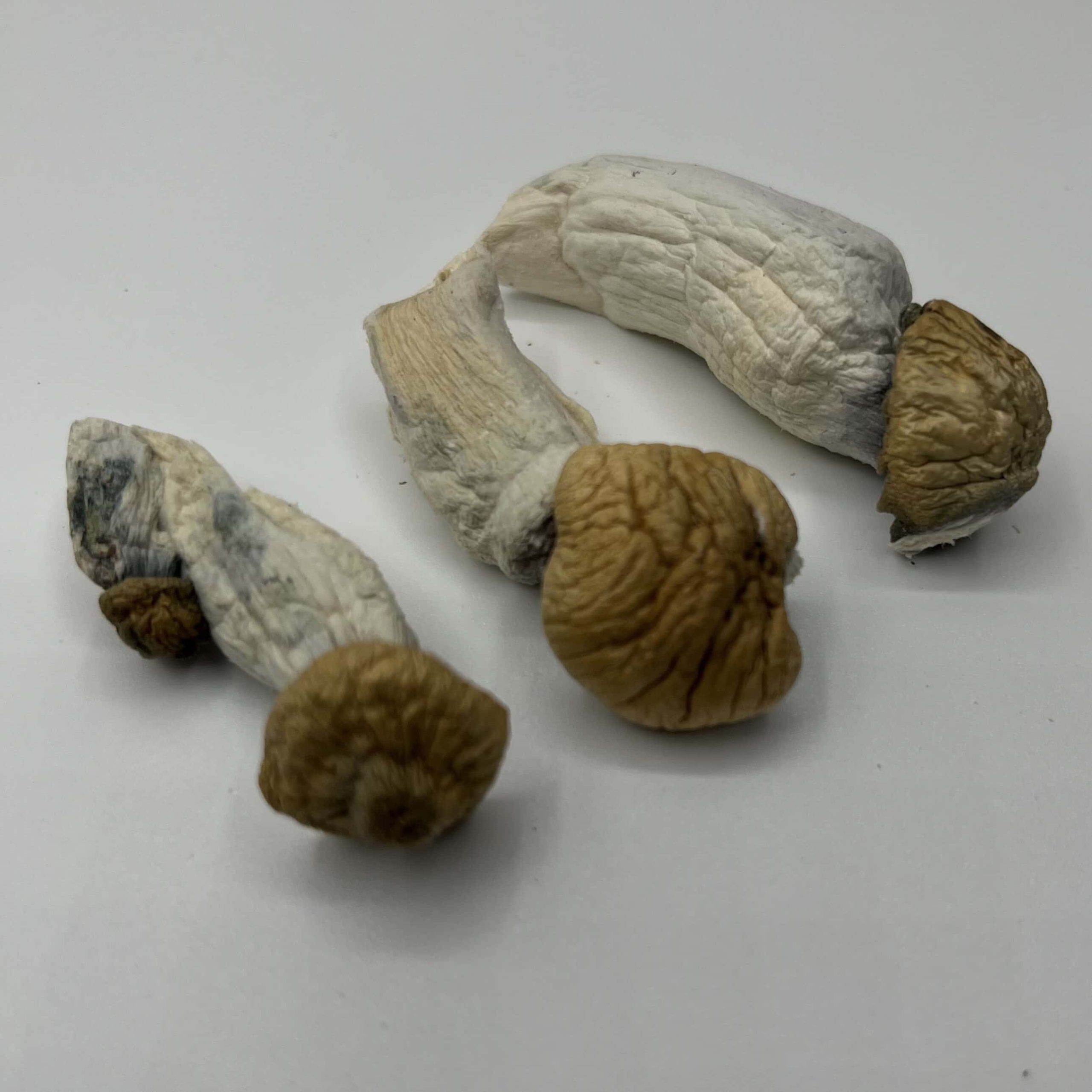 Penis Envy Mushrooms