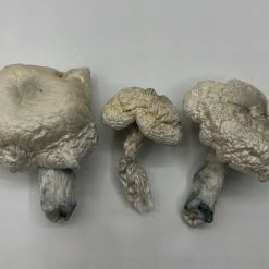Phobos Mushrooms