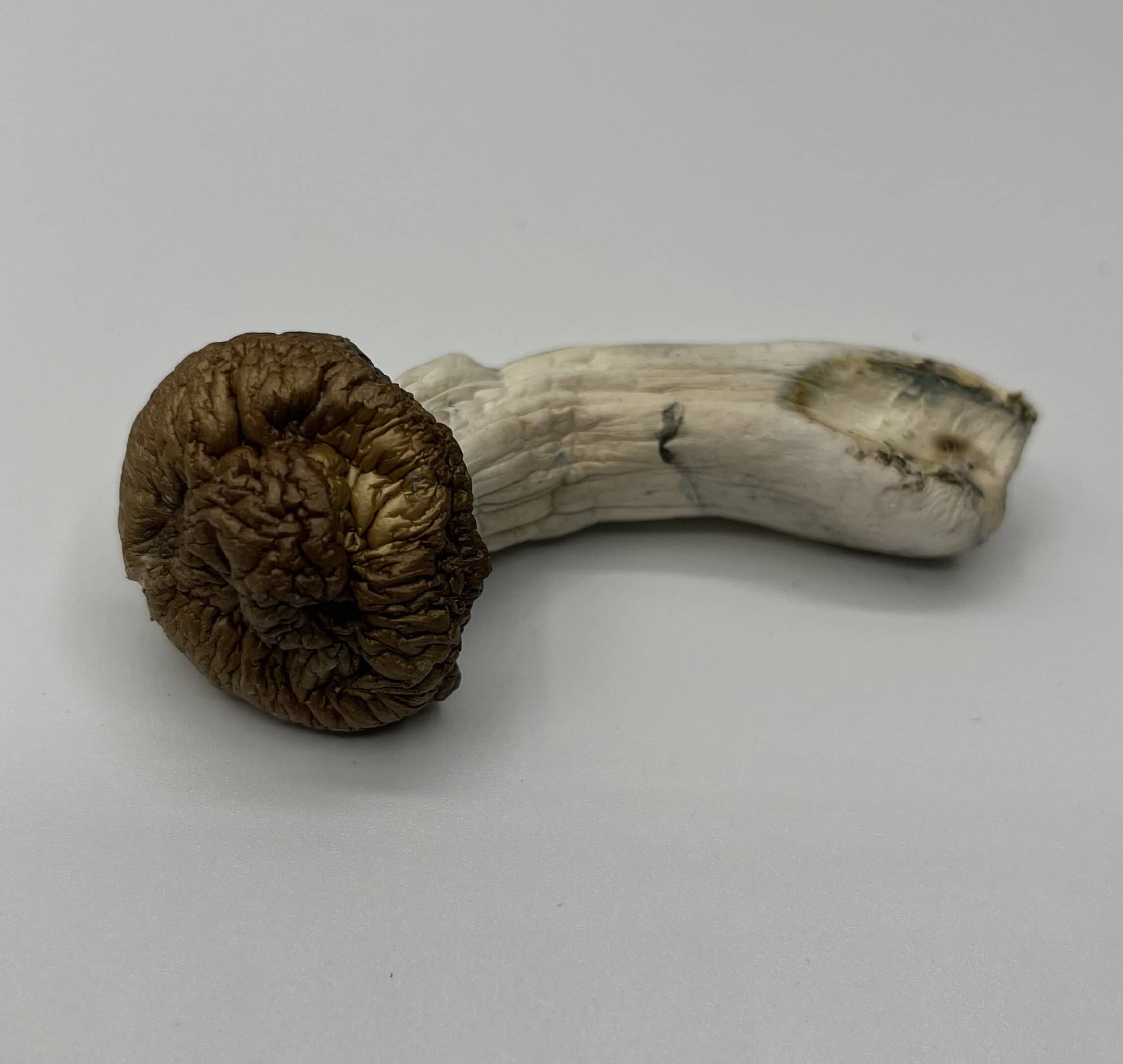Shilo Mushrooms