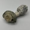 SV-13 mushroom strain