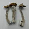 Texas Wild Mushrooms