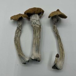 Texas Wild Mushrooms