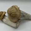 Treasure Coast Mushrooms