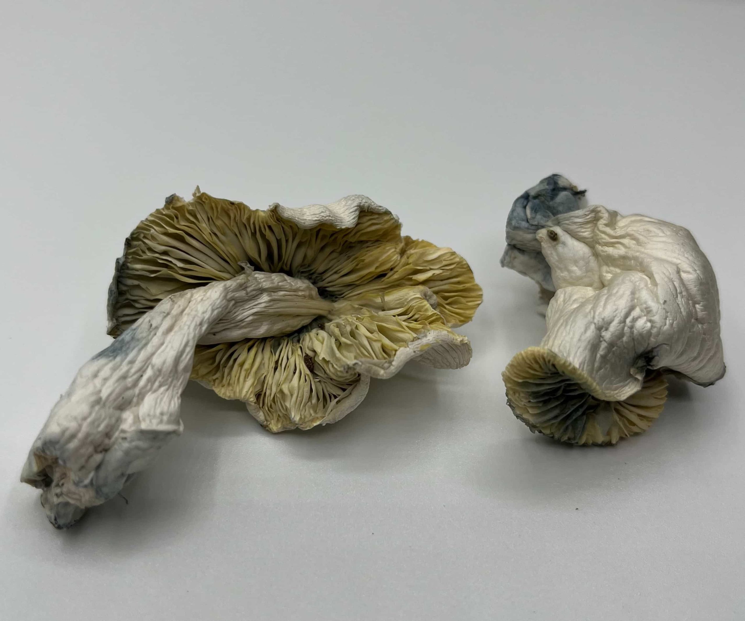 White Lotus Mushrooms
