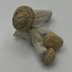 White Rabbit Mushrooms