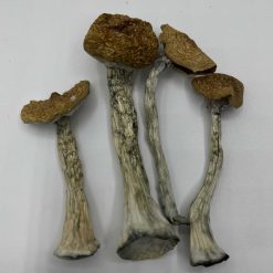 Z Mushrooms