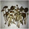 Psilocybe Azurescens | Flying Saucer