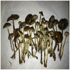 Psilocybe Azurescens | Flying Saucer