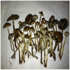 Psilocybe Azurescens | Flying Saucer