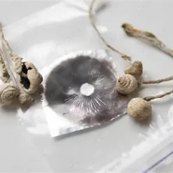 Psilocybe Azurescens | Flying Saucer