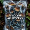 psilocybe azurescens