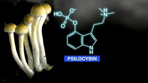 Psilocybine : Science, Recherche