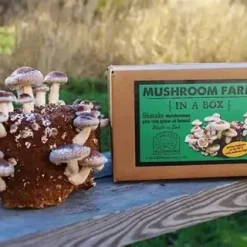 Shrooms Kit
