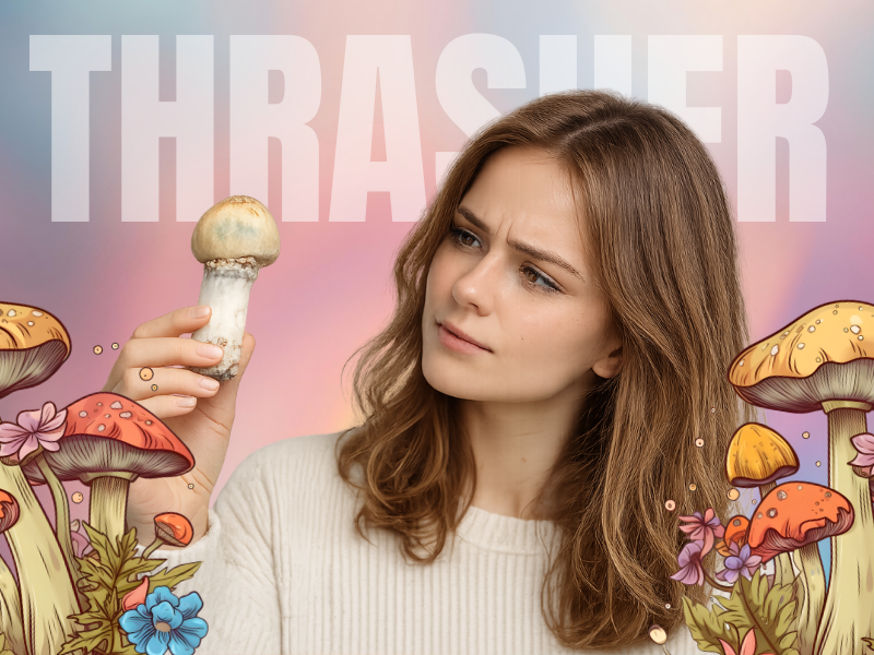 Thrasher Mushroom Strain: A Mysterious Penis Envy Descendant