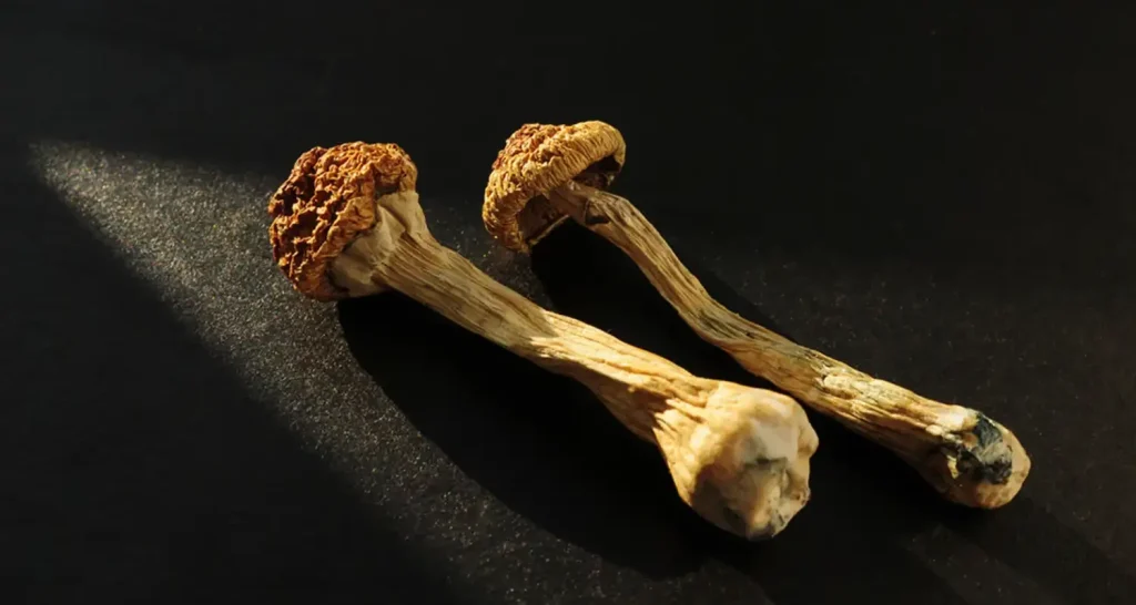 How to Take Shrooms Safely?