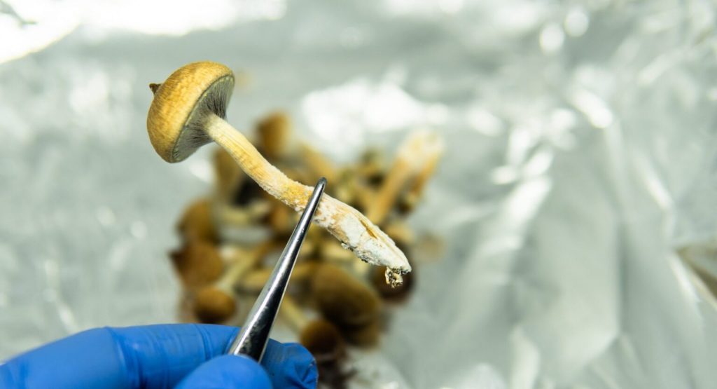 Are Magic Mushrooms Addictive?