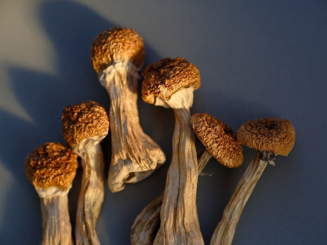 A Safe and Responsible Guide to Dosing Magic Mushrooms